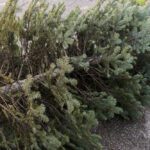  Kingman Offering Free Christmas Tree Recycling 