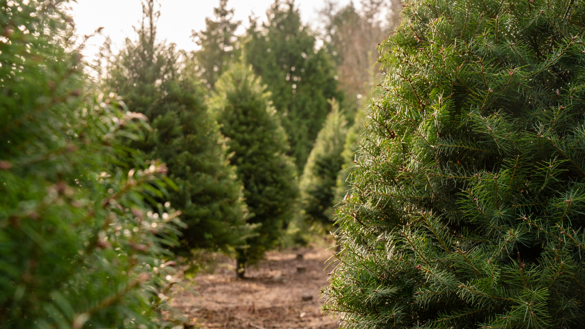  Looking to recycle your Christmas tree now that the holiday is over? Here’s how 