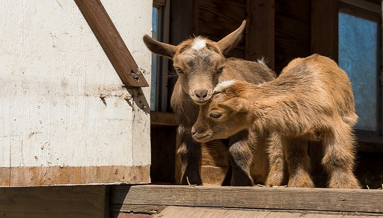  You’ll Never Forget A Visit To Rustic Road Farm, A One-Of-A-Kind Farm Filled With Baby Goats In Illinois 