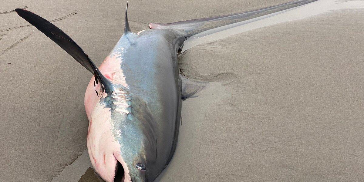  Seaside Aquarium performs public necropsy after thresher shark washes ashore 