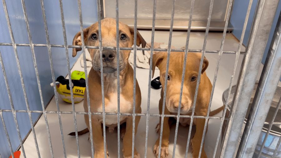   
																El Paso Animal Services warning against illegal pet breeding scams 
															 