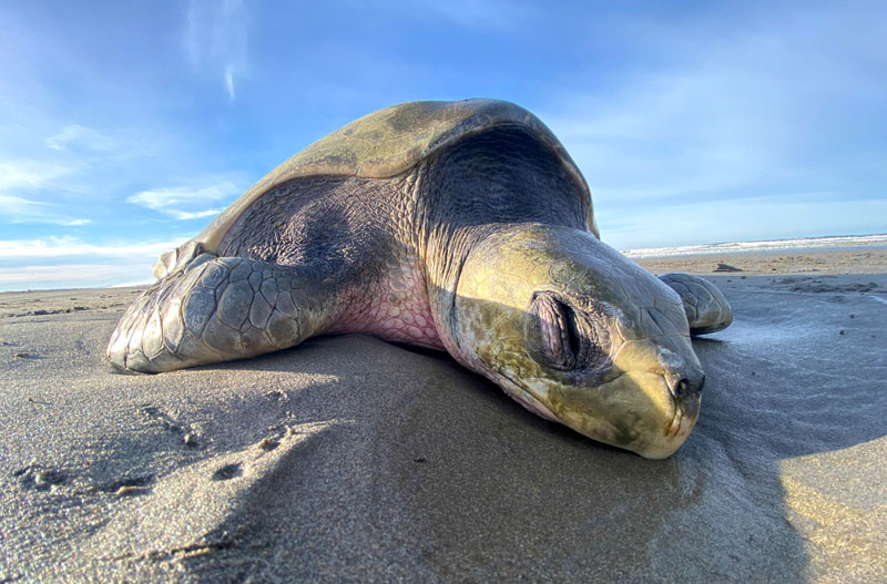  Oregon Crew Tries to Rescue Sea Turtle on Washington Coast. Did Humans Interfere? 