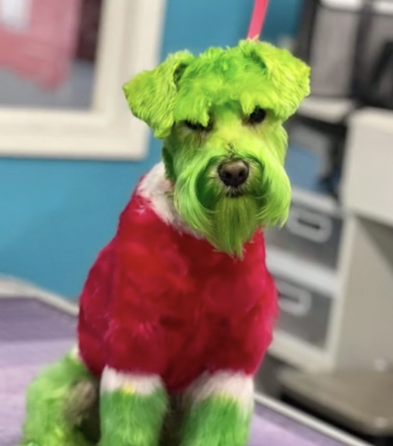   
																Dog dyed green to look like the 'Grinch Who Stole Christmas' 
															 
