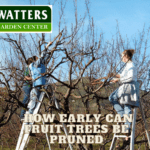  How Early Can Fruit Trees be Pruned? 