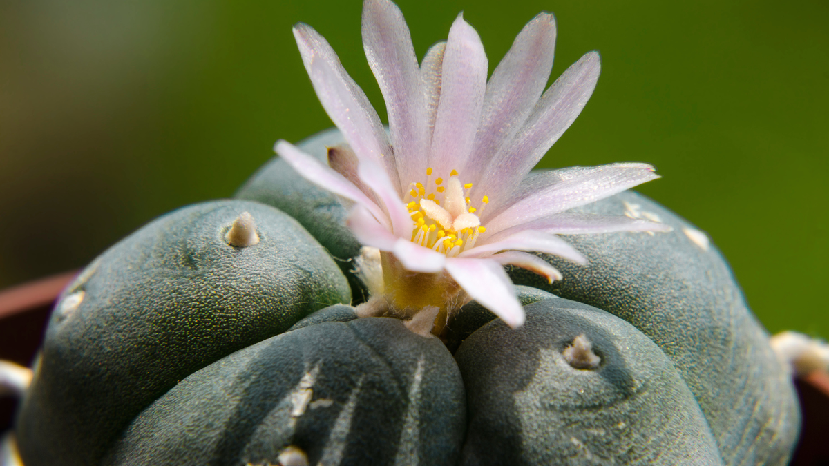  Peyote sacred to Native Americans threatened by psychedelic renaissance and development 