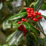  Magic Berry Holly: Watters Plant of the Week 