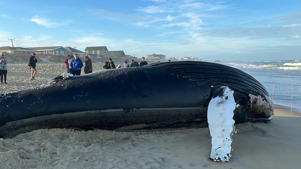  Dead humpback whale washes up on North Carolina's Outer Banks 