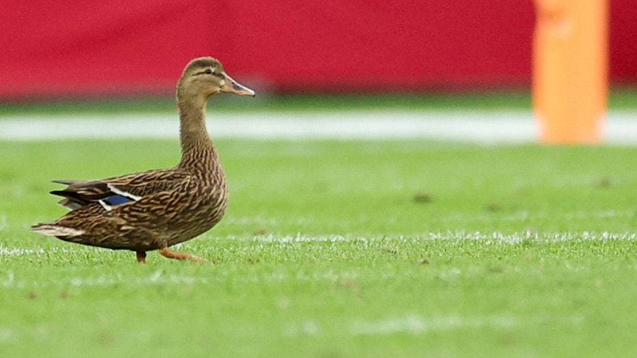  Bucs' Jalen McMillan no fan of duck that landed on field during game despite fan frenzy 