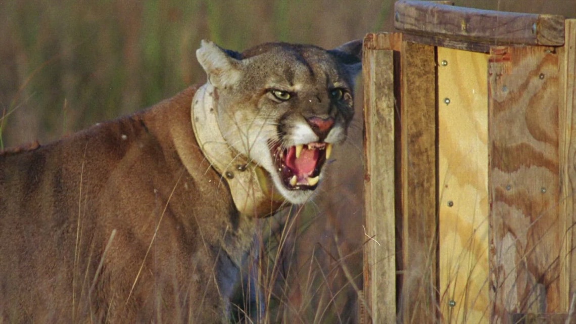  36 Florida panthers killed in 2024, highest number since 2016 