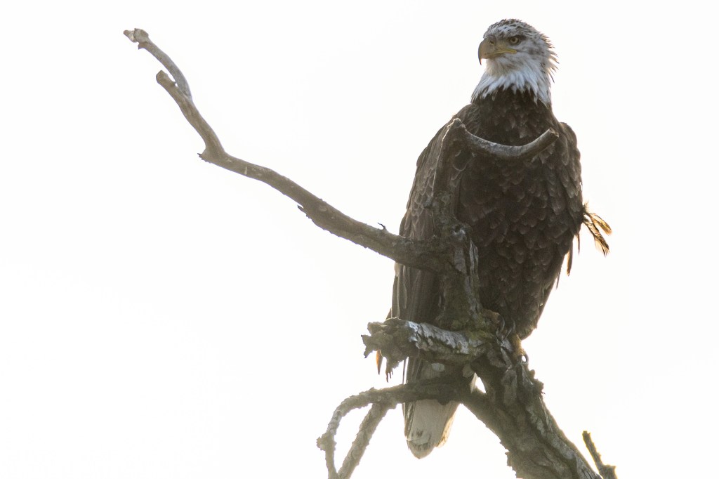  Bald eagles, now officially the national bird, not uncommon within city limits 