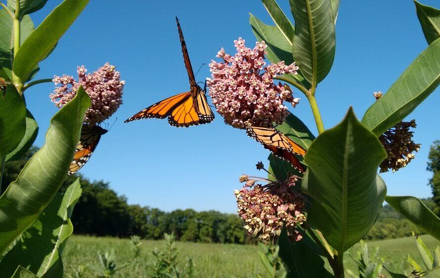  Farmers’ Battle Against, and Now For, Milkweed 