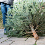  Recycle Your Christmas Tree with City of Sedona 