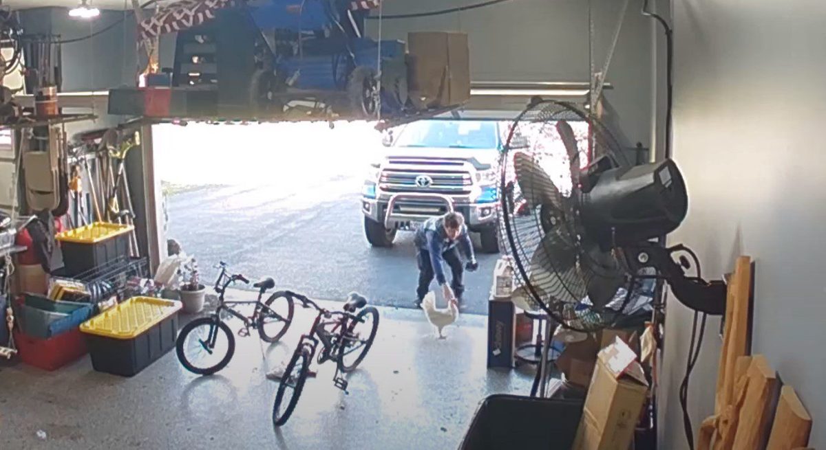  Illinois Amazon Delivery Driver Has A Helluva Time Trying To Keep Pet Chicken Inside A Garage 