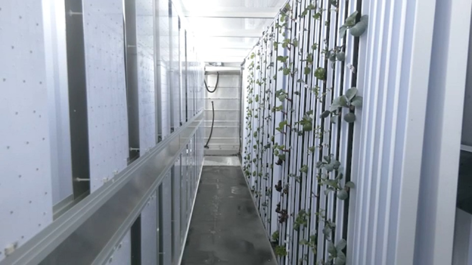  Mokena man grows urban farm in a shipping container in his driveway 