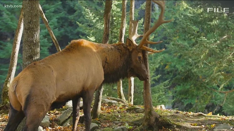  Second domestic elk in Idaho tests positive for chronic wasting disease, officials say 