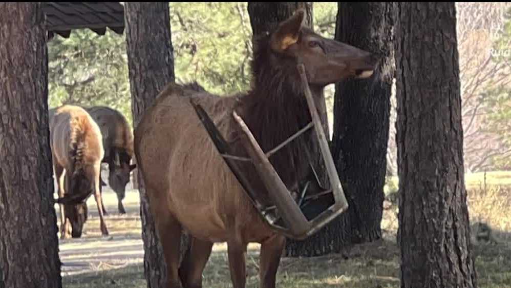  Elk freed from metal stool caught on its neck 