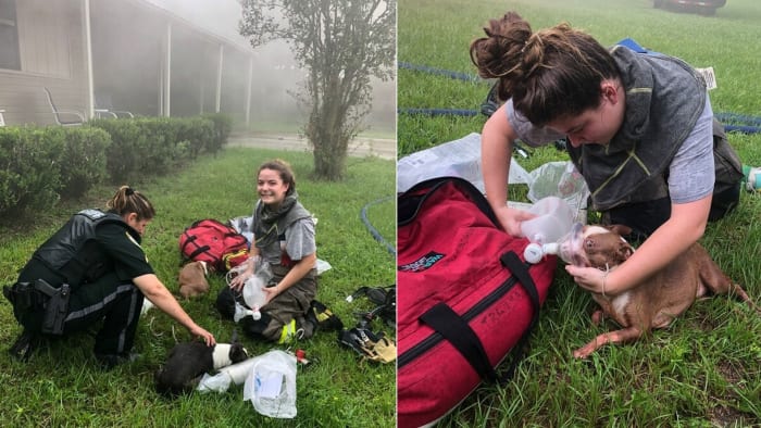  Delivery driver helps save 3 puppies from Columbia County house fire 