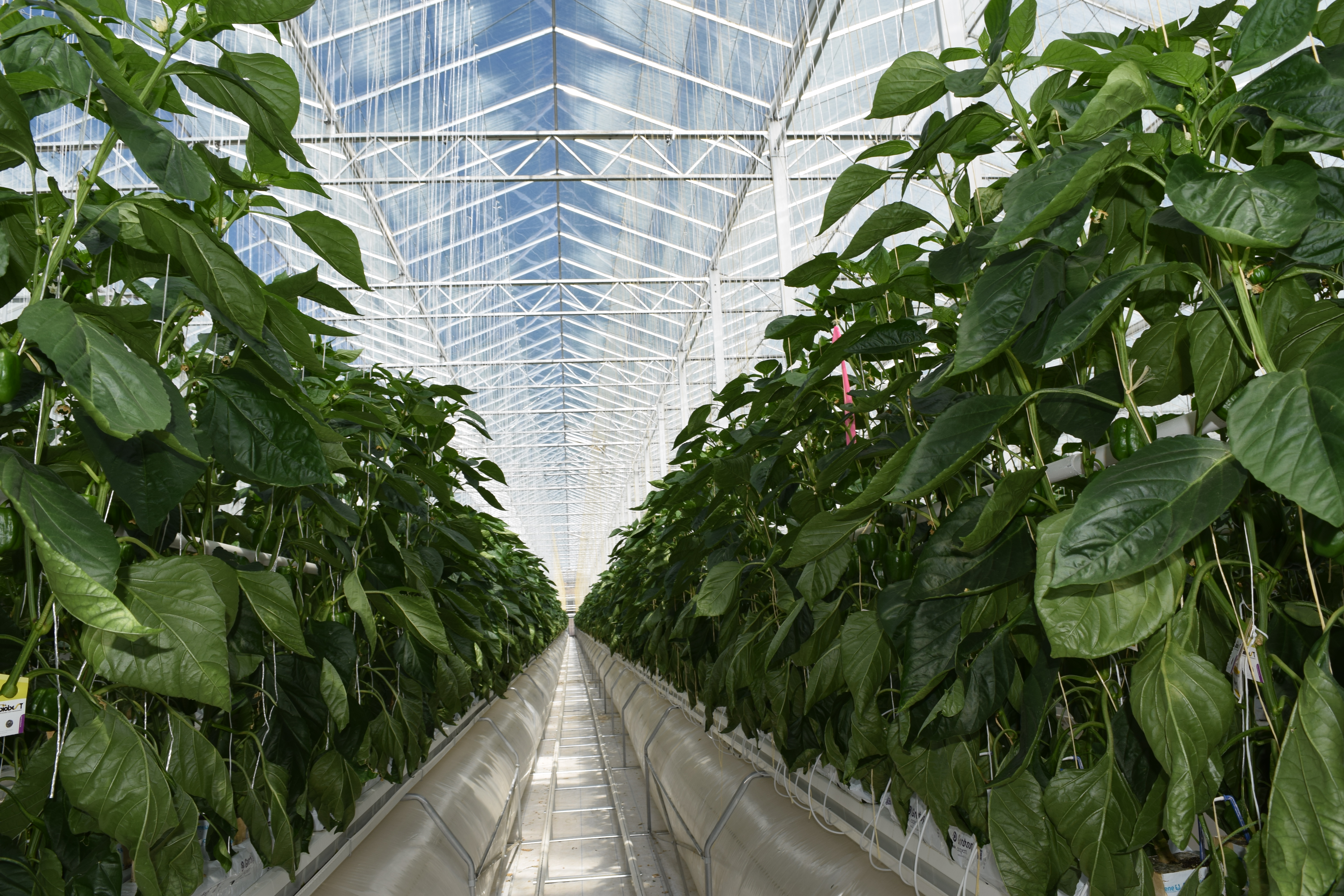  Caterpillar Inc. and Sun Select Produce Inc. Announce Plans for Greenhouse Collaboration 
