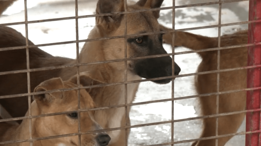  How to help Valley animal shelters this winter 