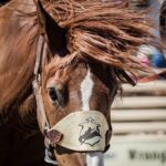  World’s Oldest Rodeo Seeks Applicants for Junior Ambassador Program 