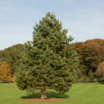  How to Grow Austrian Pine 