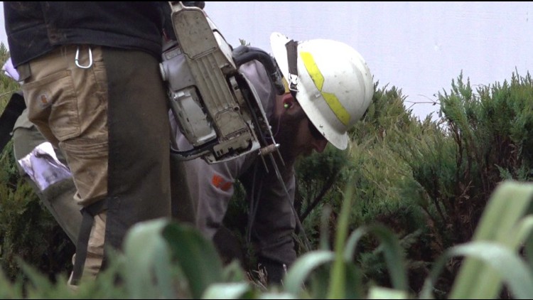  DNR, Spokane firefighters clear out flammable shrubs in West Spokane to reduce wildfire risk 