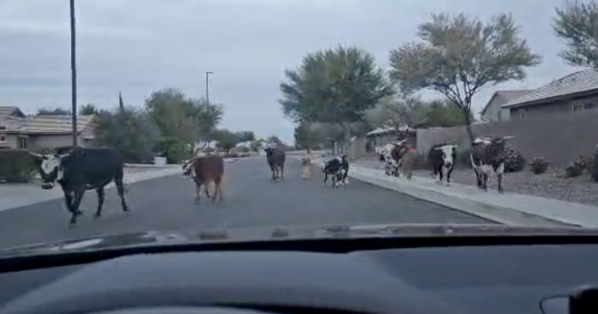  Loose cows become unwanted guests for one Gilbert community 