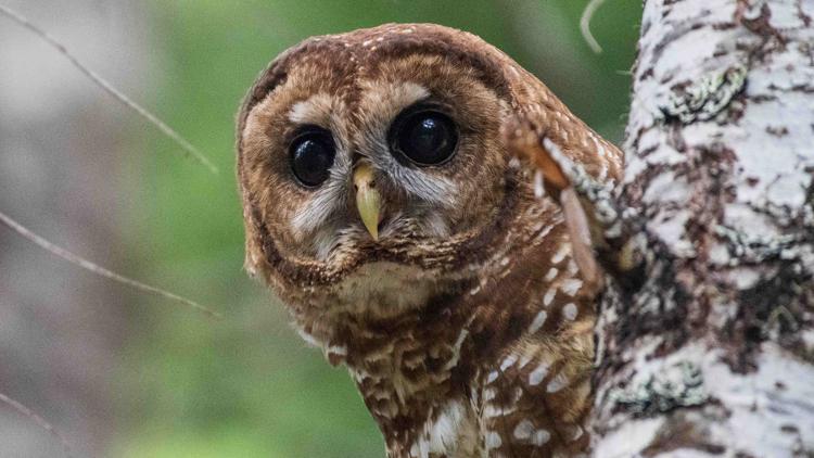  Bureau of Land Management implementing strategy to protect northern spotted owl population 