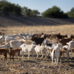  We Goat This! Tucson Using Goats to Keep Aquifer Recharge Basins Clear 