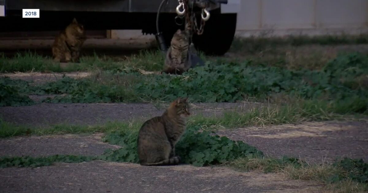  Town of Gilbert launches new program to control growing feral cat population 