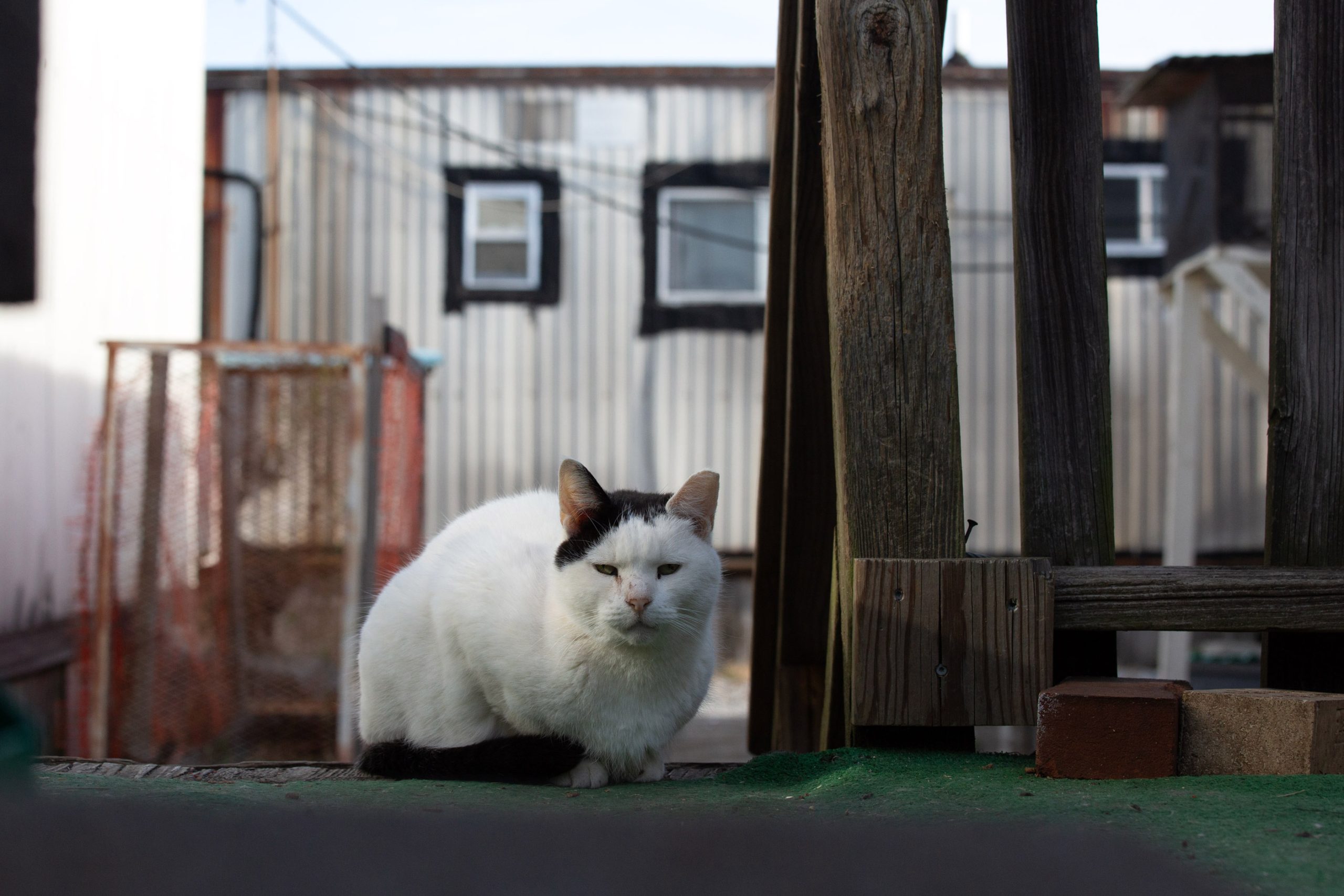  Meet the Cats Who Roam Rikers Island 