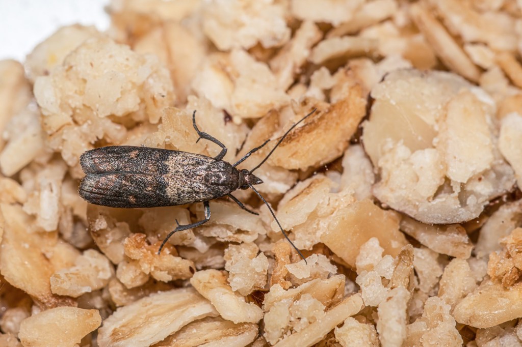  Bugs in your food? How to get rid of pest infestations in your pantry 