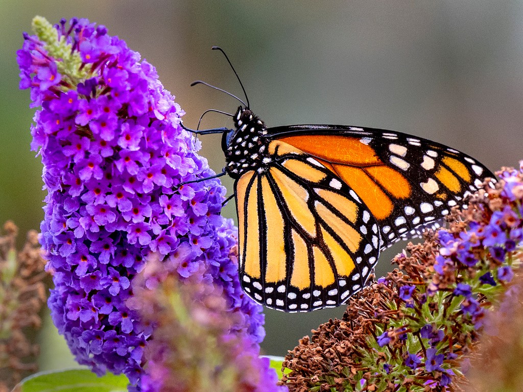  Opinion: California plays a central role in monarch butterfly’s survival 