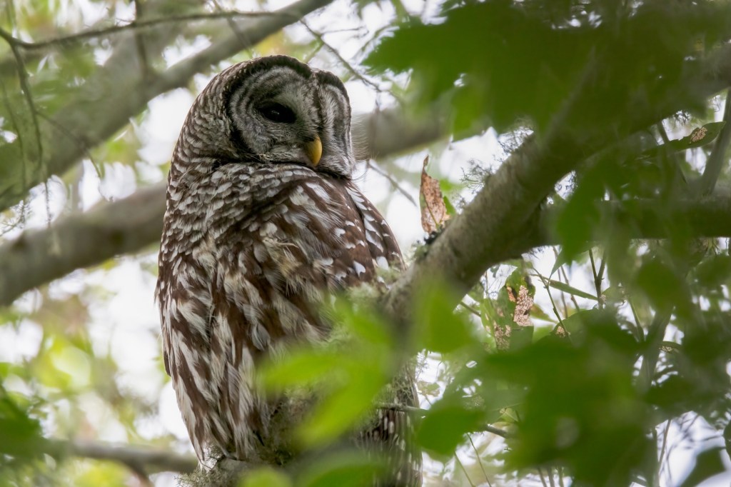  Lawsuits seek to stop barred owl culling, including the Bay Area 