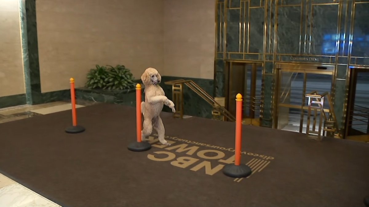  WATCH: Social media star Pappy the Poodle waltzes into NBC Chicago on hind legs 