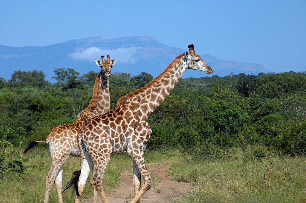  Frumpy Mom: I’m heading out on a South African safari 