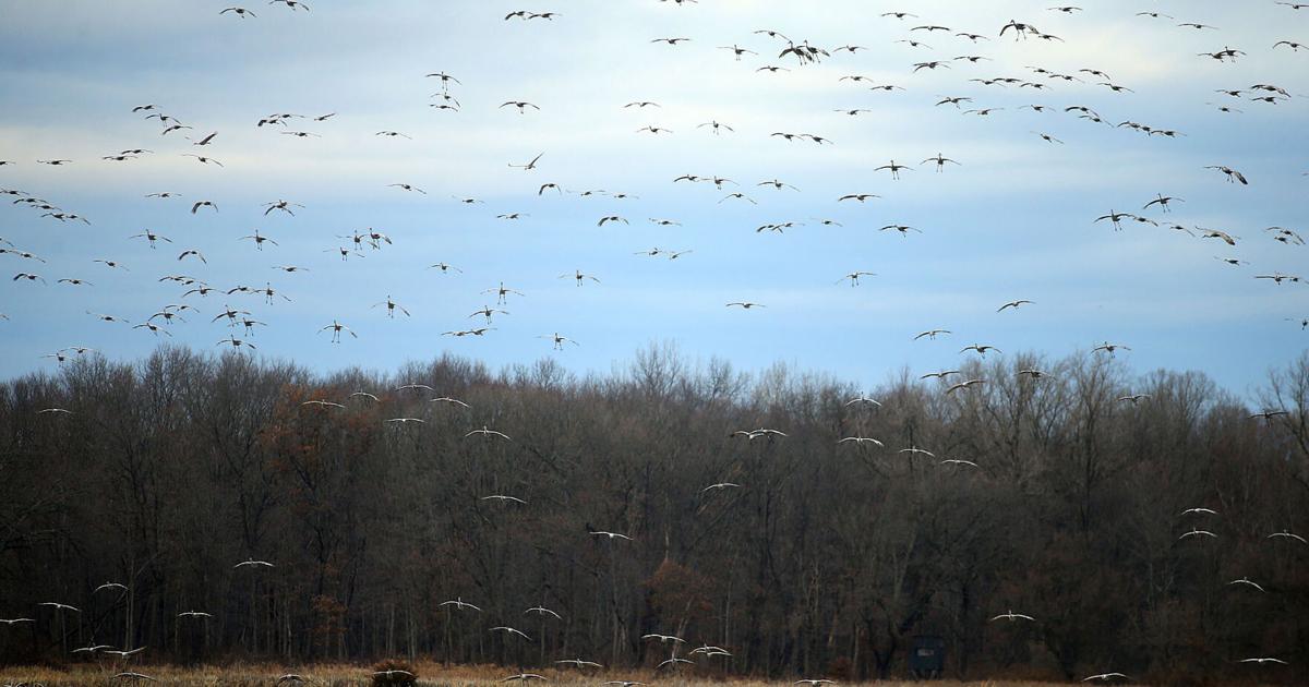   
																PHOTOS: Sandhill Cranes fall migration 
															 