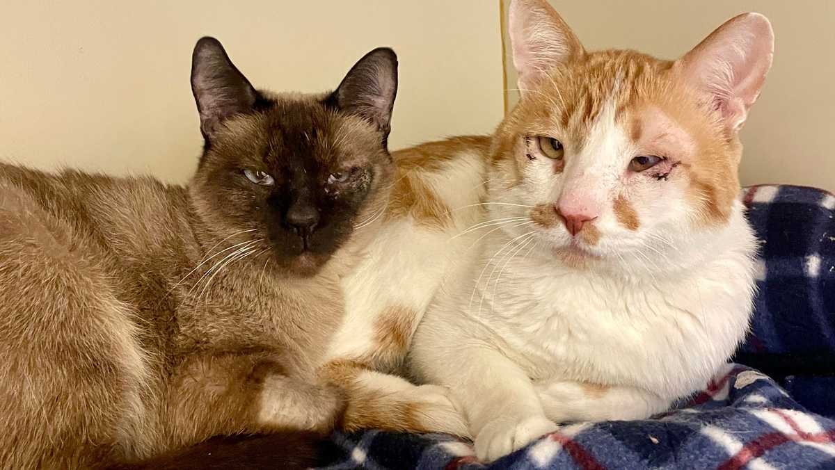  2 shelter cats form an inseparable bond after having the same surgery 