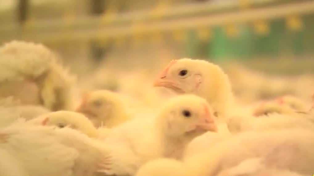  County sees second farm's flock test positive for bird flu 