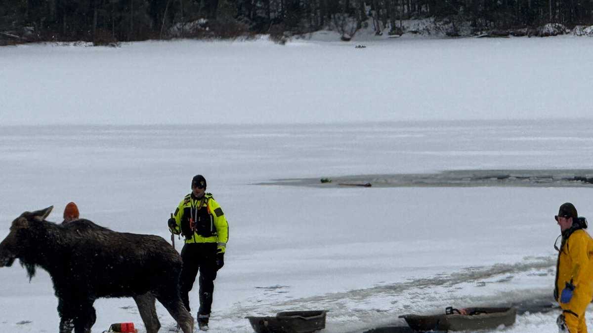  New York forest rangers help moose stuck in frozen lake to shore 