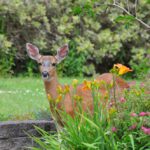  Living in Harmony: Gardening with Deer and Javelina 