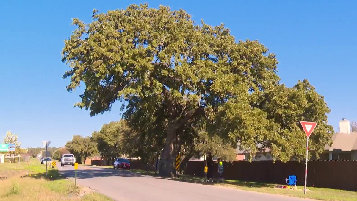  Citizens in Kyle fight to save a reportedly 400-year-old tree named ‘Jolene' 