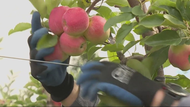  Washington orchards look to solar technology for fruit protection 