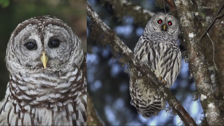  Oregon lawmakers are objecting to the federal plan to eliminate invasive barred owls. Now, they're calling on DOGE for aid 