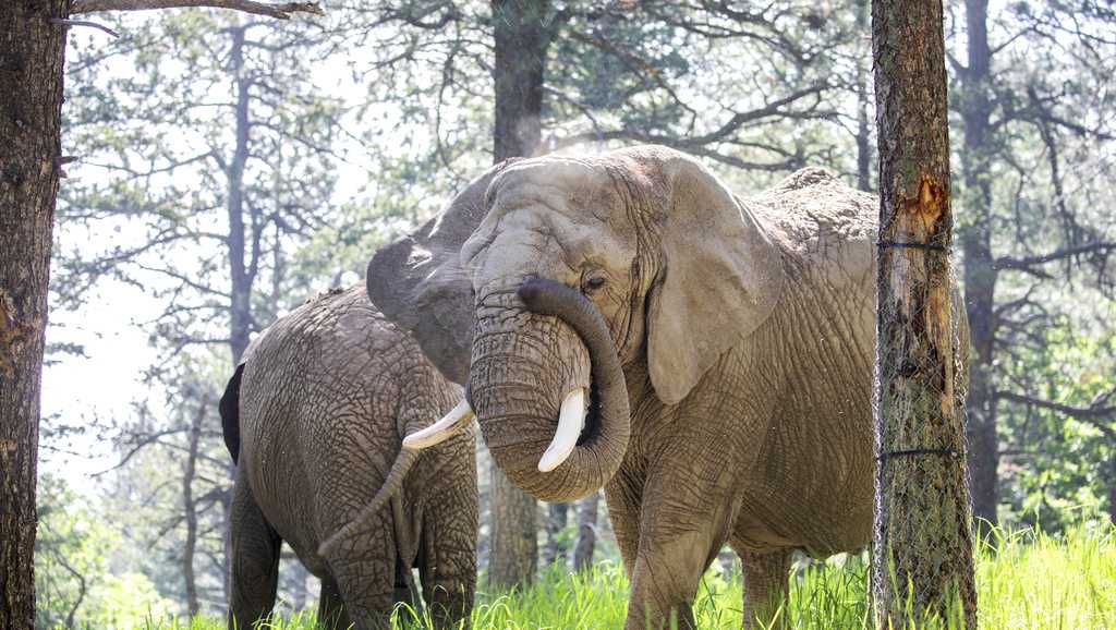  Colorado court rules elephants can't pursue release from zoo because they're not human 