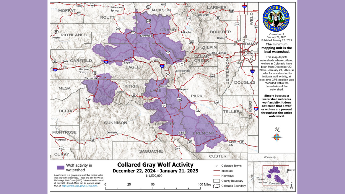   
																Colorado wolves seen as far south as Fremont County for first time since reintroduction 
															 