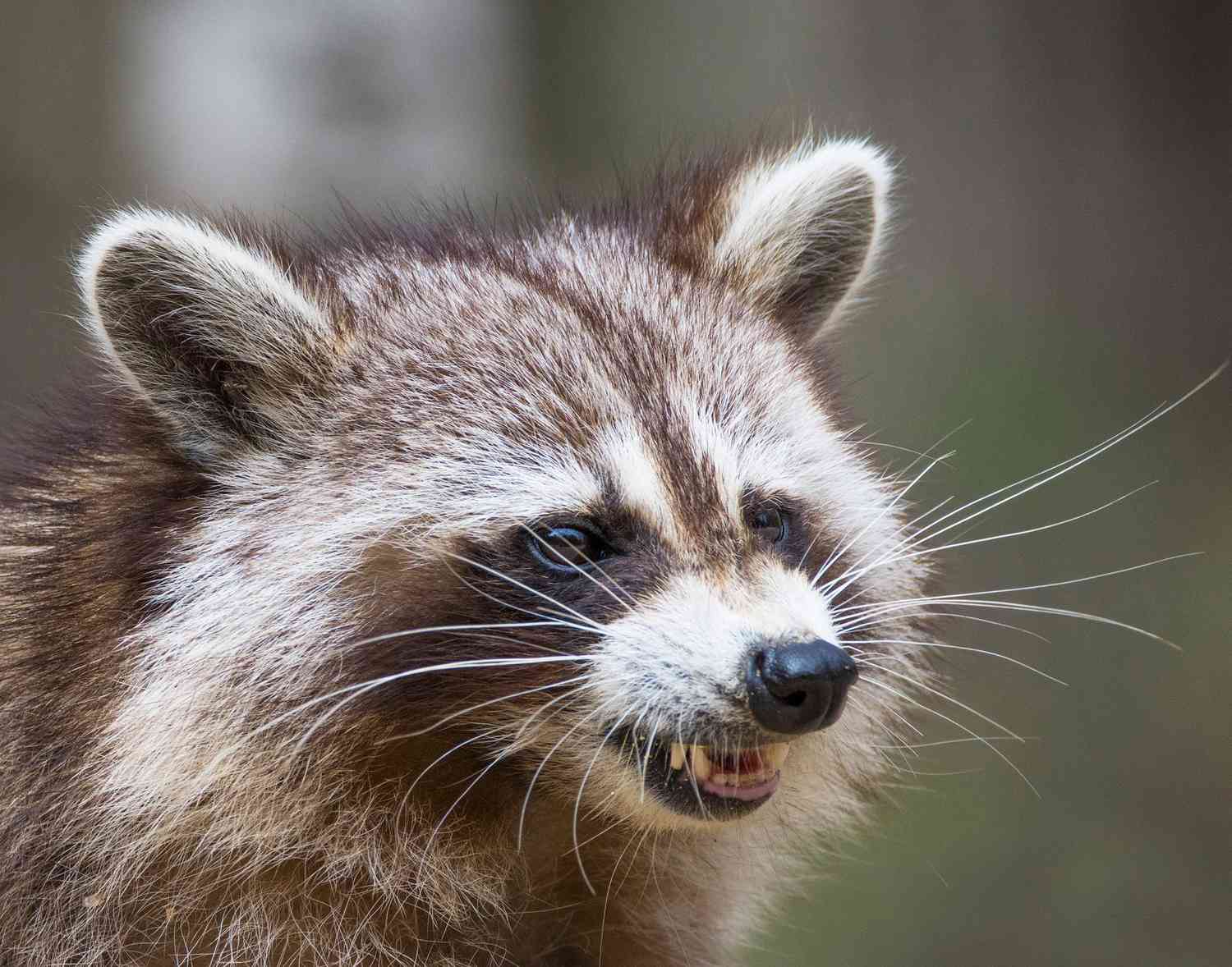  'Zombie' Raccoons Stumbling Around Illinois Could Have Distemper, Aren't Actually Undead 
