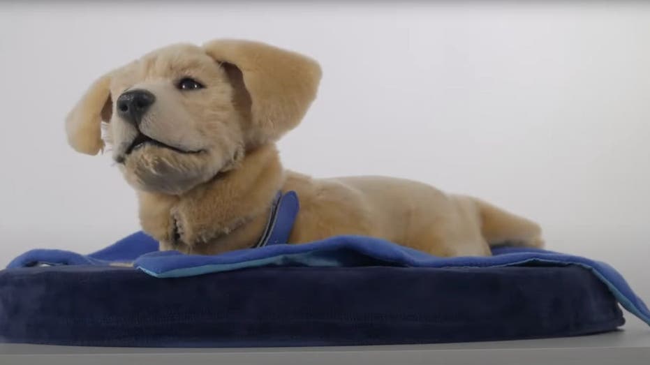  Robotic dog helps those facing mental health and cognitive challenges 