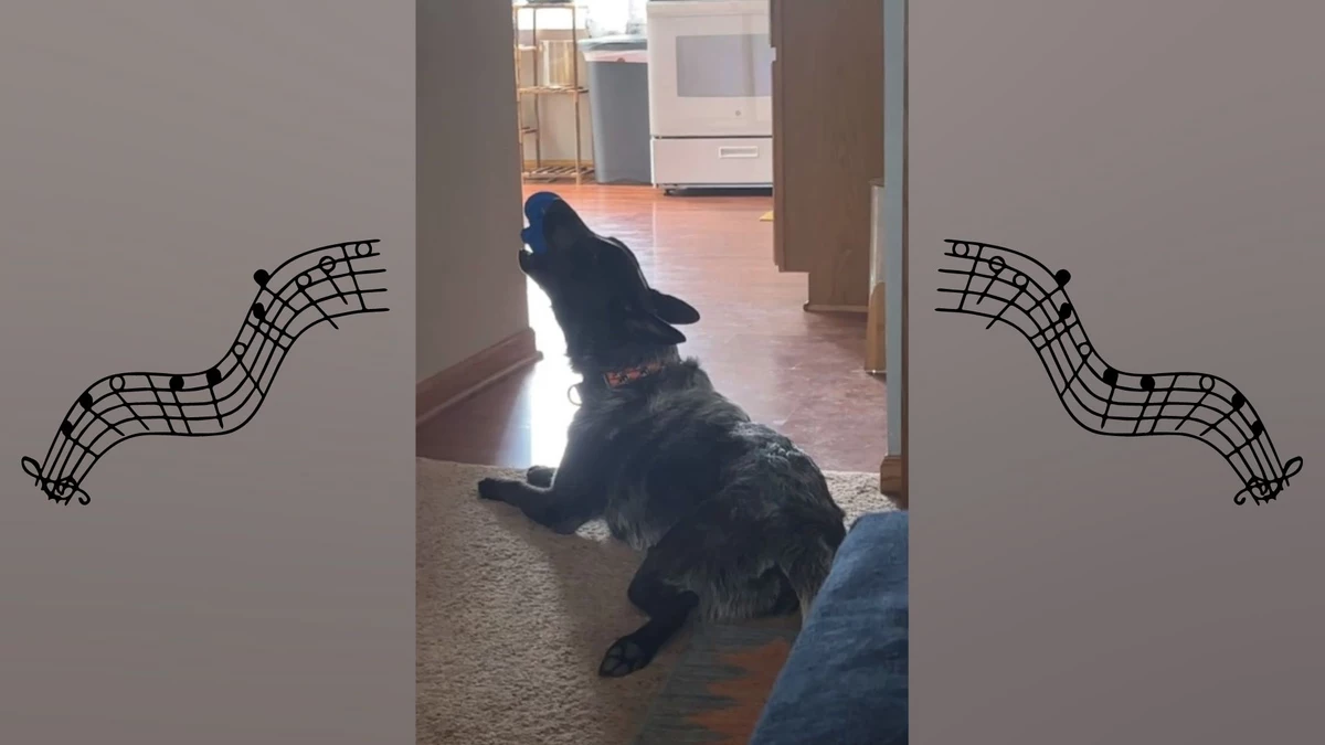  Watch an Illinois Dog Perform a Song He Wrote with a Squeeze Toy 