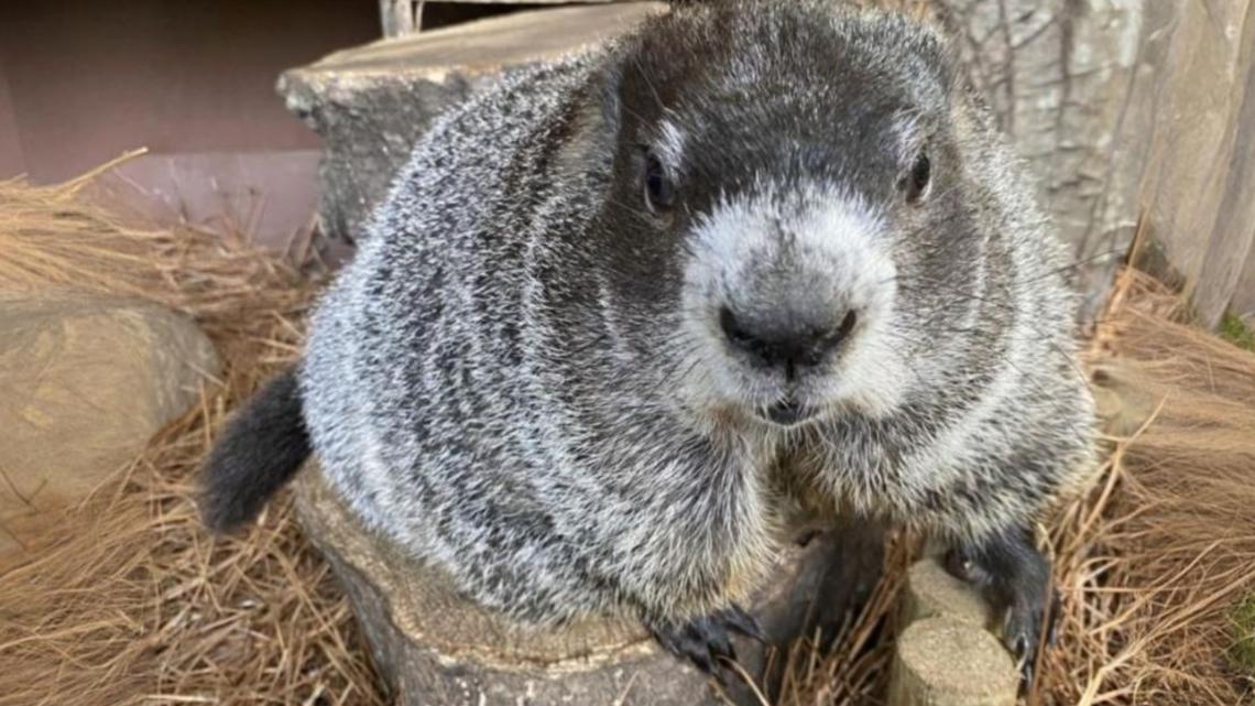  Resilient Chimney Rock gears up for Groundhog Day 